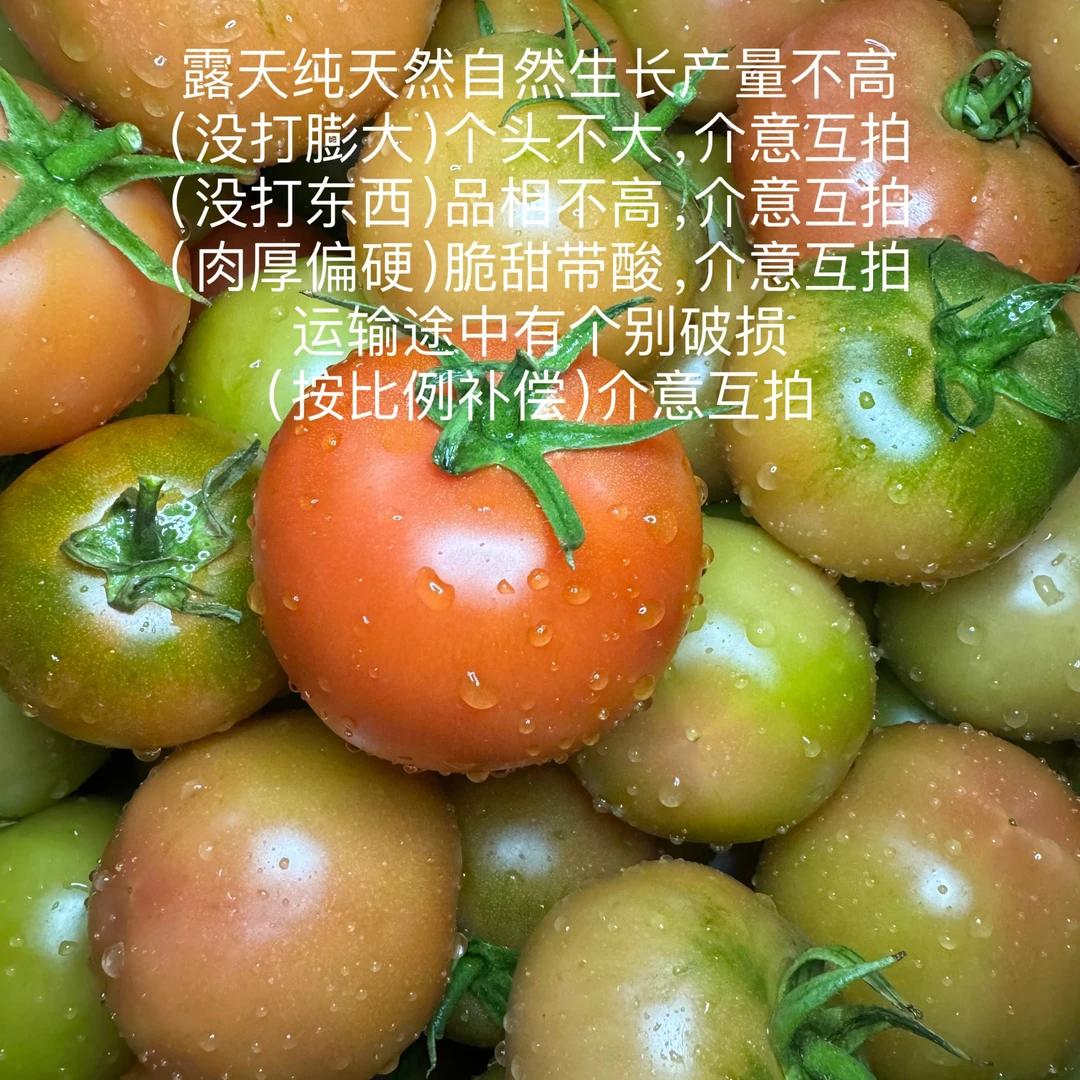 番茄汕尾本地农户露天种植番茄老品种西红柿