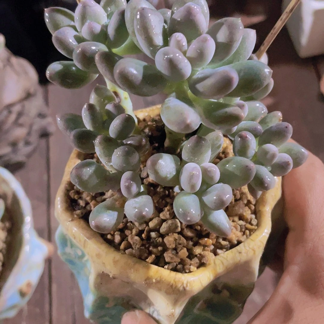 溜溜球 群 多肉植物