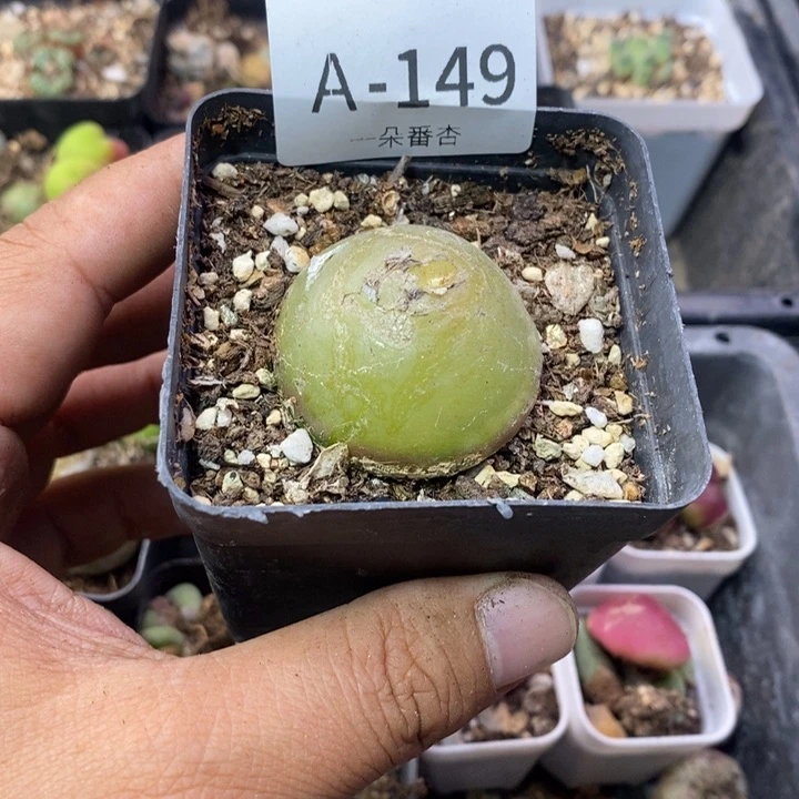 晶*娃566666666666999