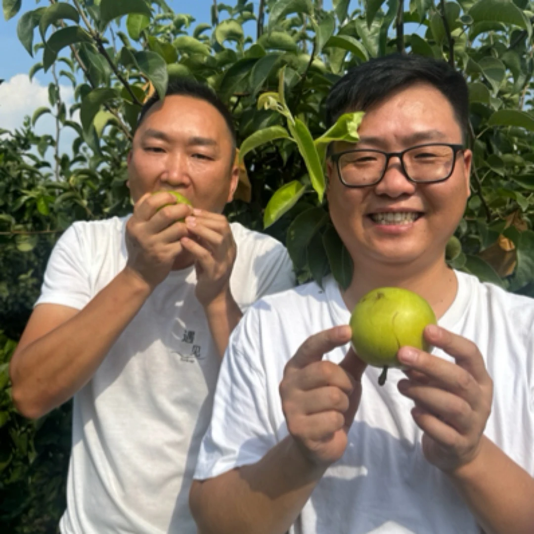 【铁锅视频】正宗百里洲沙梨现摘翠冠梨脆嫩无渣多汁鲜甜爽口