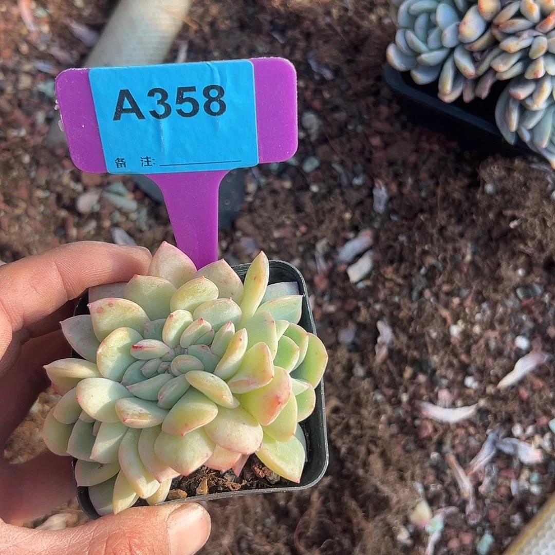 *****多肉植物一物一拍