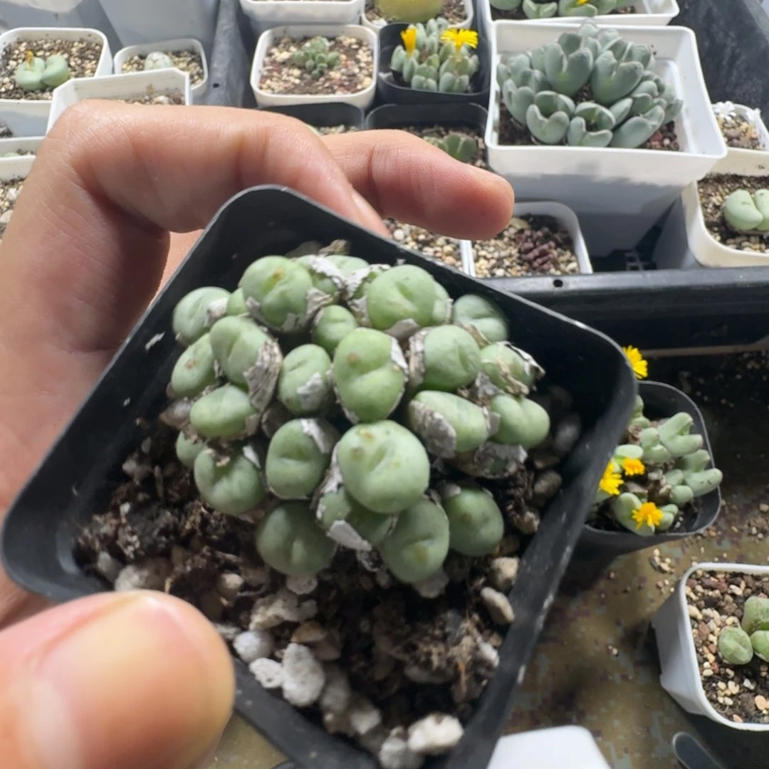961。  嘟嘟嘴紫花小饼群。带盆发货