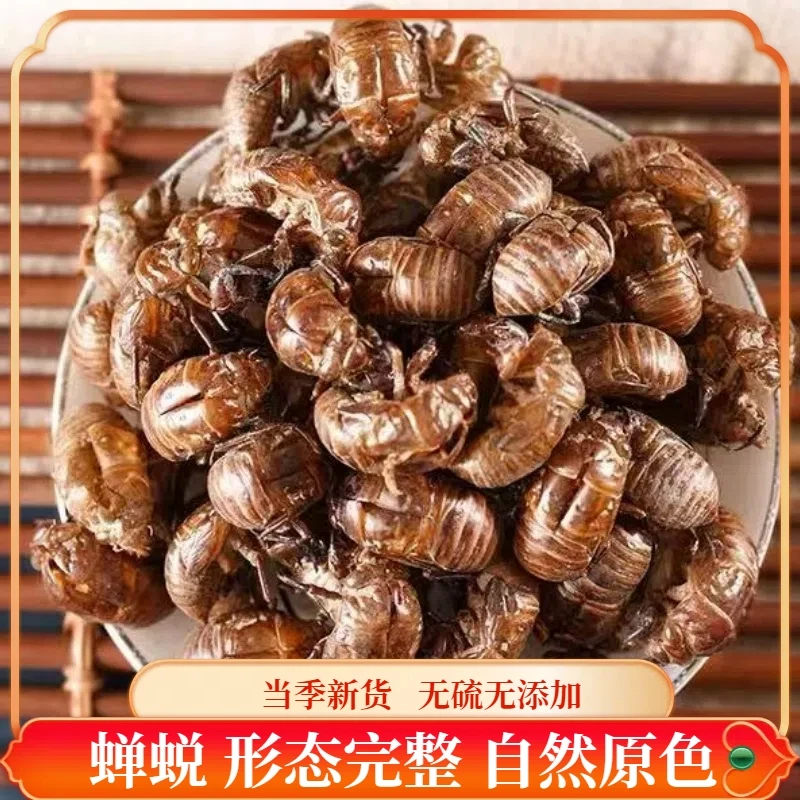 四川特产纯野生蝉蜕新鲜高蛋白当季美食