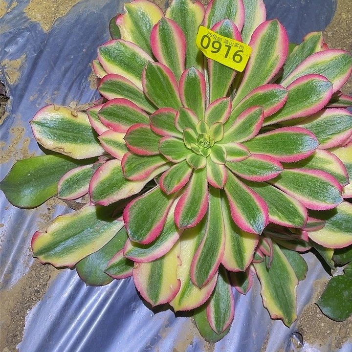 916韶秀七彩黄锦多肉植物