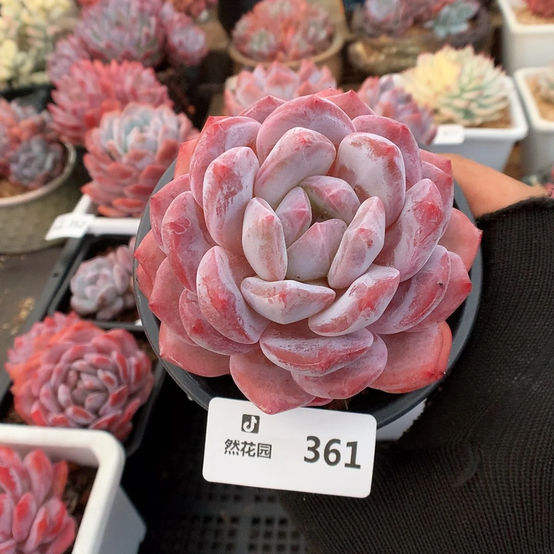 361星影多肉植物66666