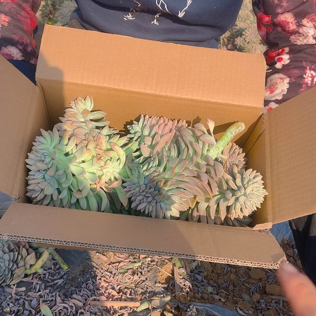 4号箱全缀10个大大小小