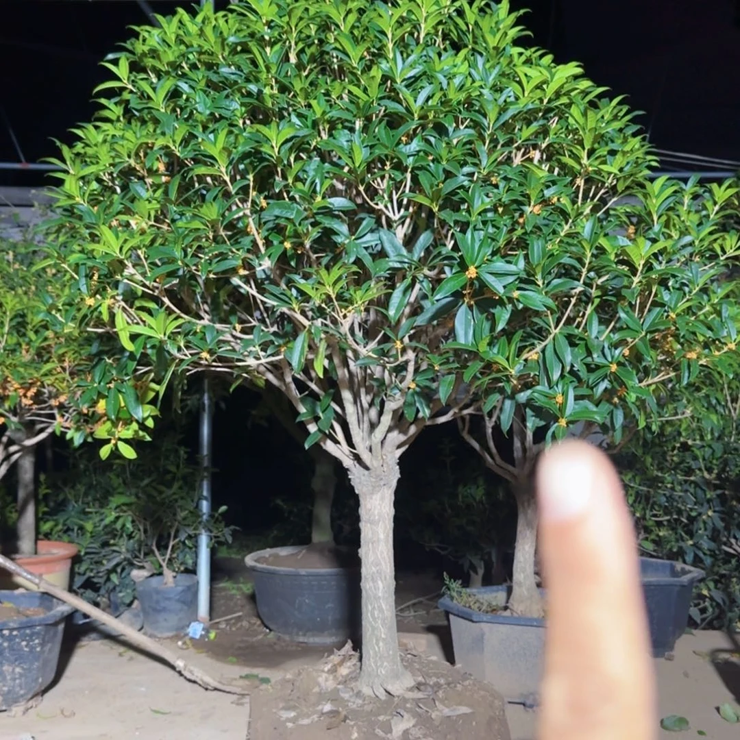 啊***丘无花朵桂花。八月桂系列