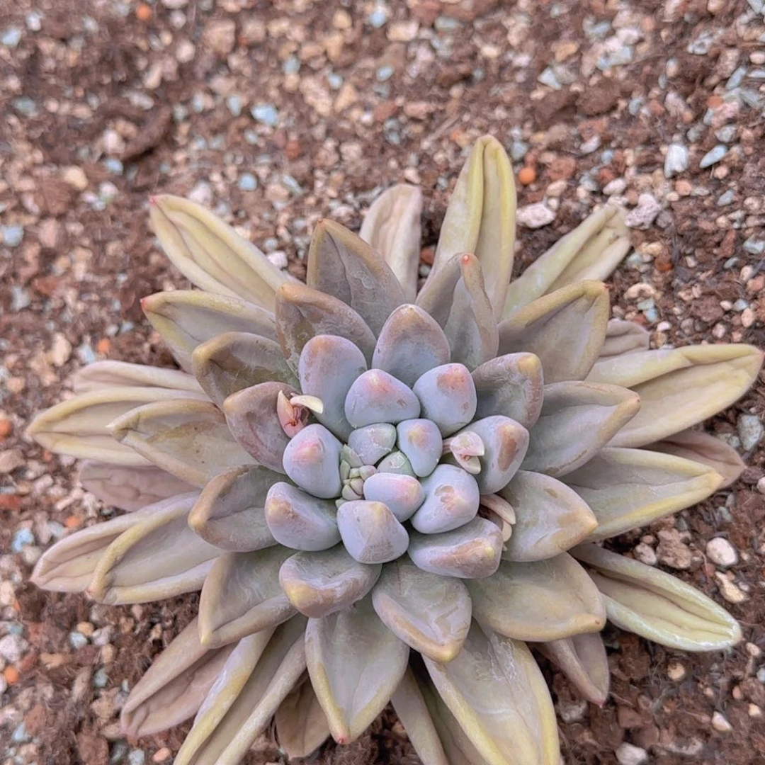 波****活多肉植物多肉植物