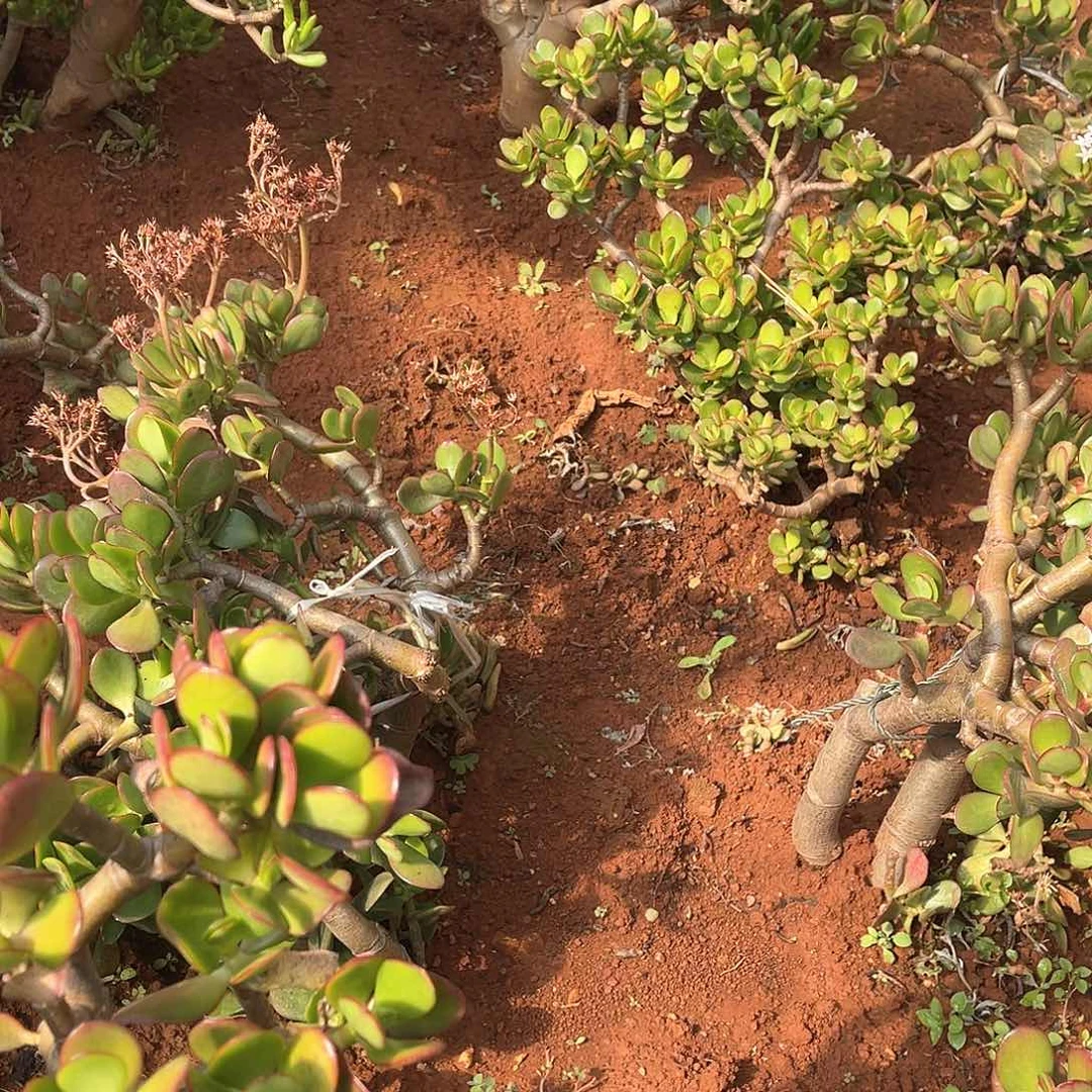 小*姐08淡雪锦缀化150 快递包邮