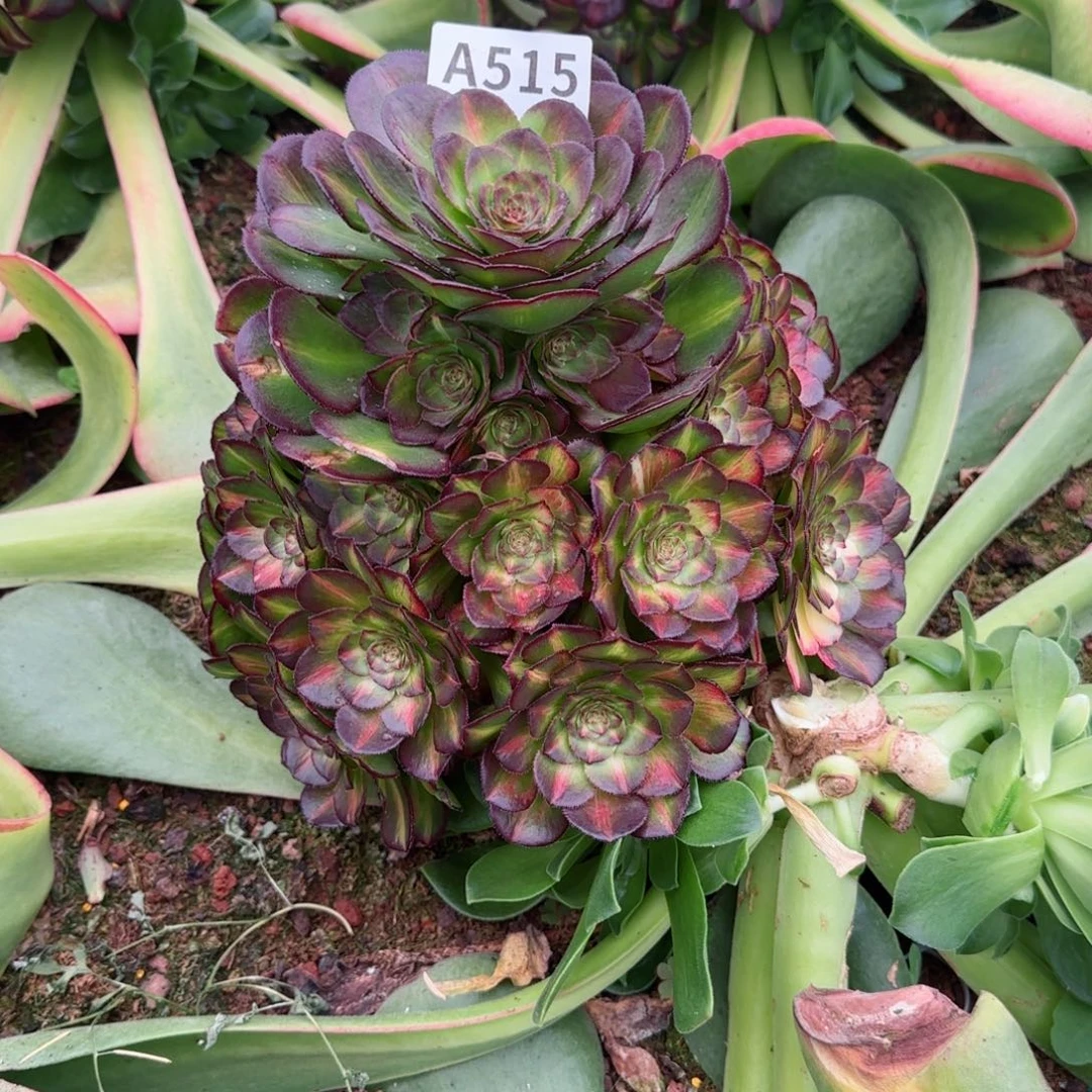 S***儿515海珊瑚春节福利