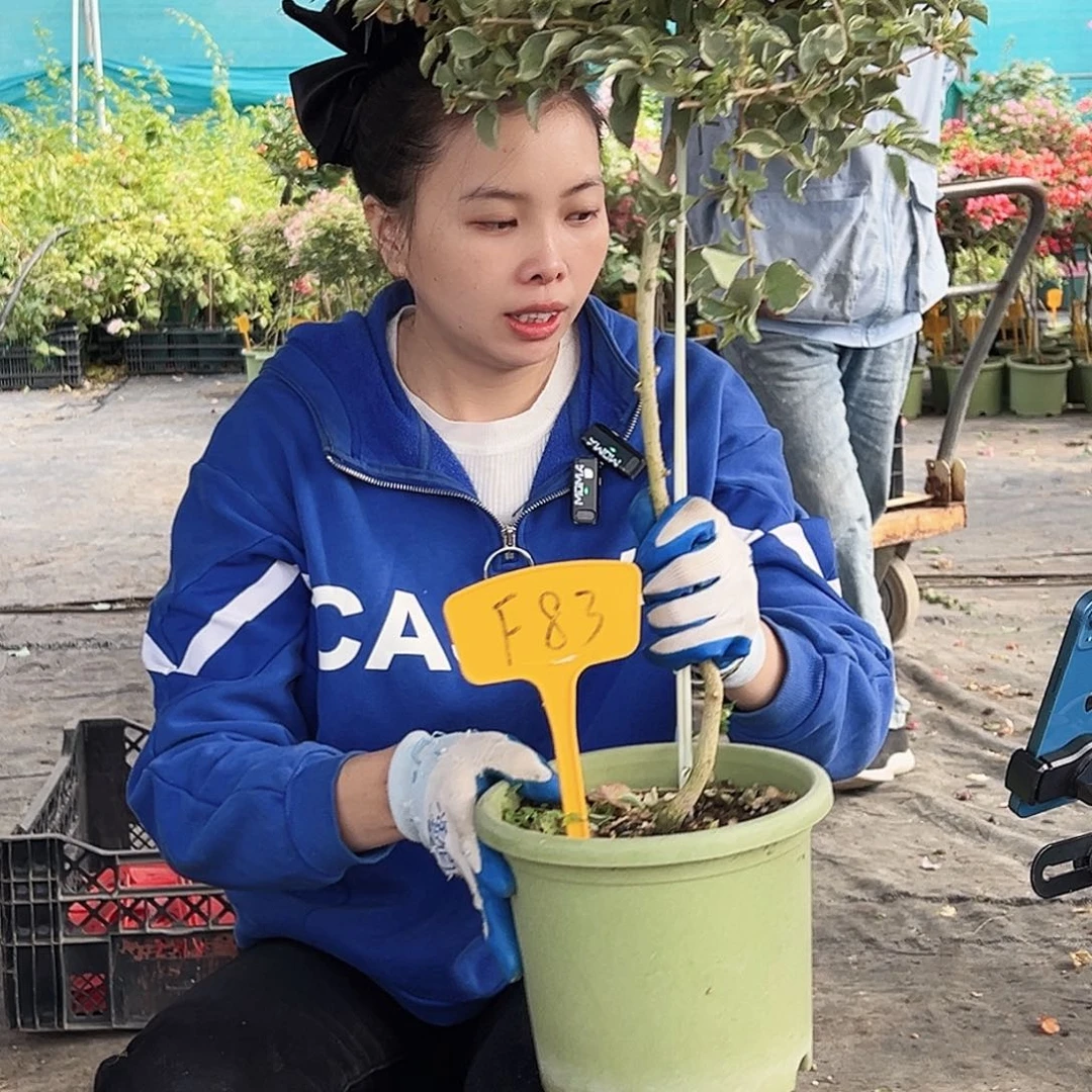 如***梦大部分花苞少量开放F83少女心