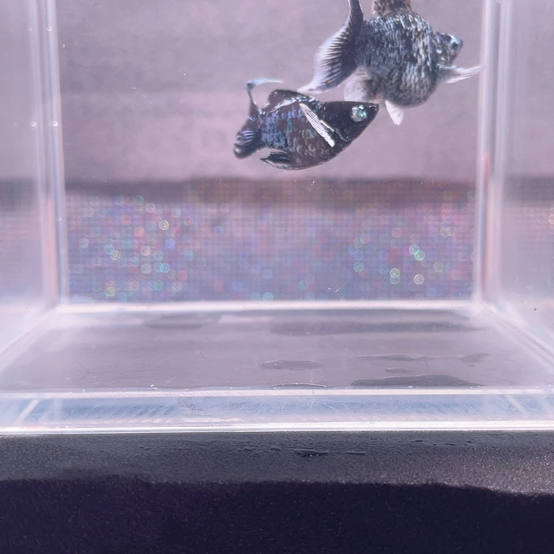 海水鱼金属奶牛一对