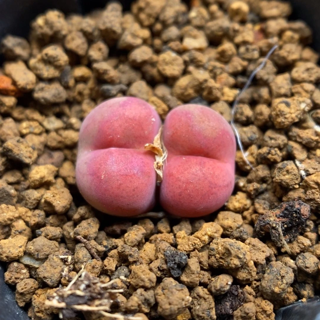 多肉植物肉锥杂Q-6857（1.5）下播