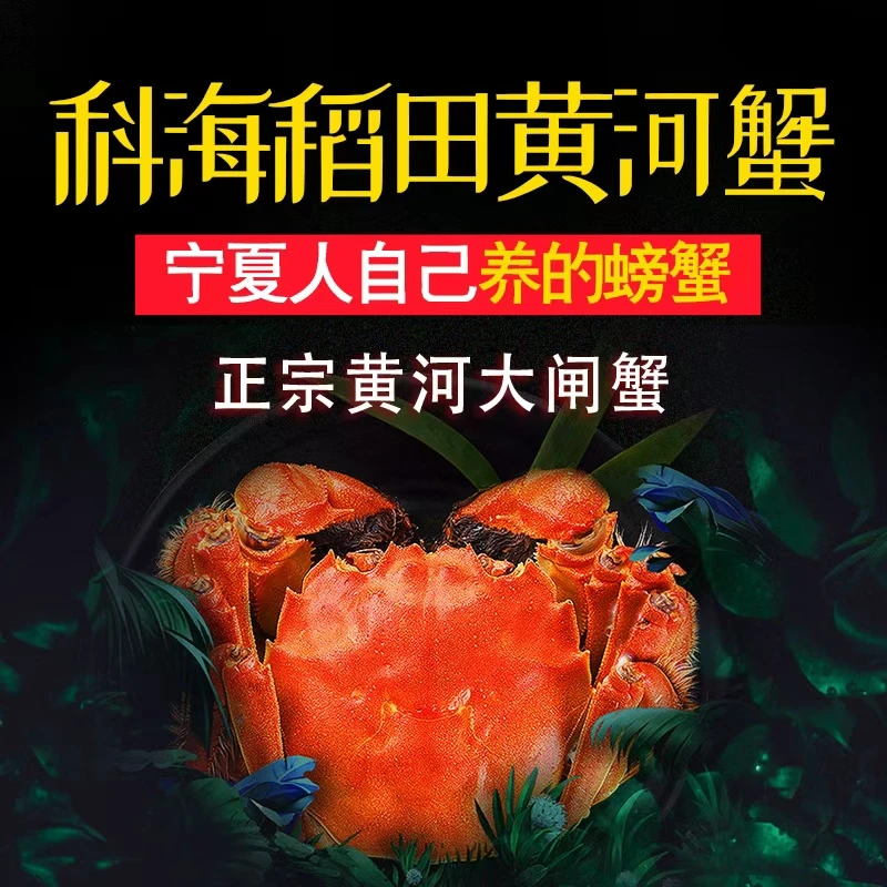 【活蟹】塞上湖蟹大闸蟹 母蟹2-2.2两 公蟹3-3.2两 6只/8只/10只装公母混合 顺丰冷链次日达