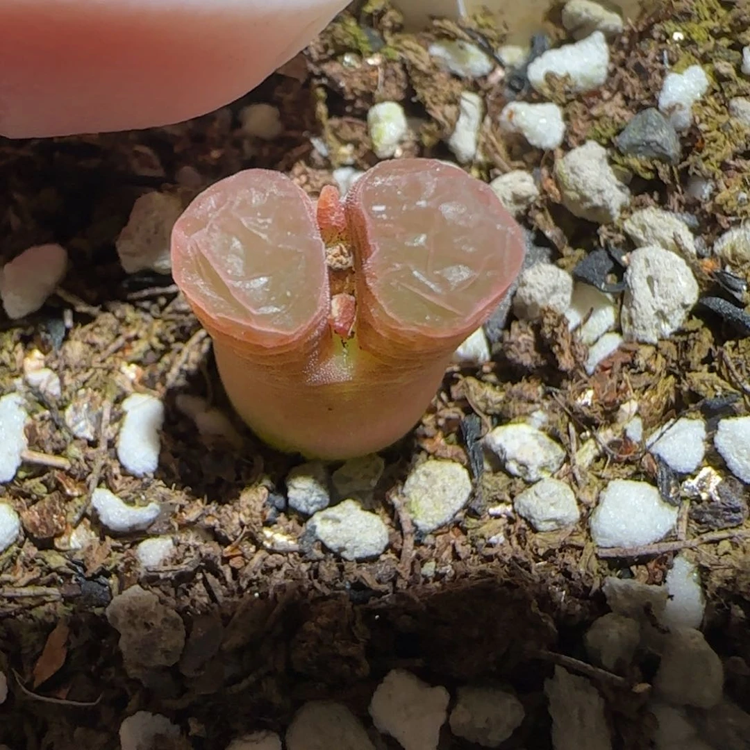 肉锥多肉植物百科30-磁铁1267