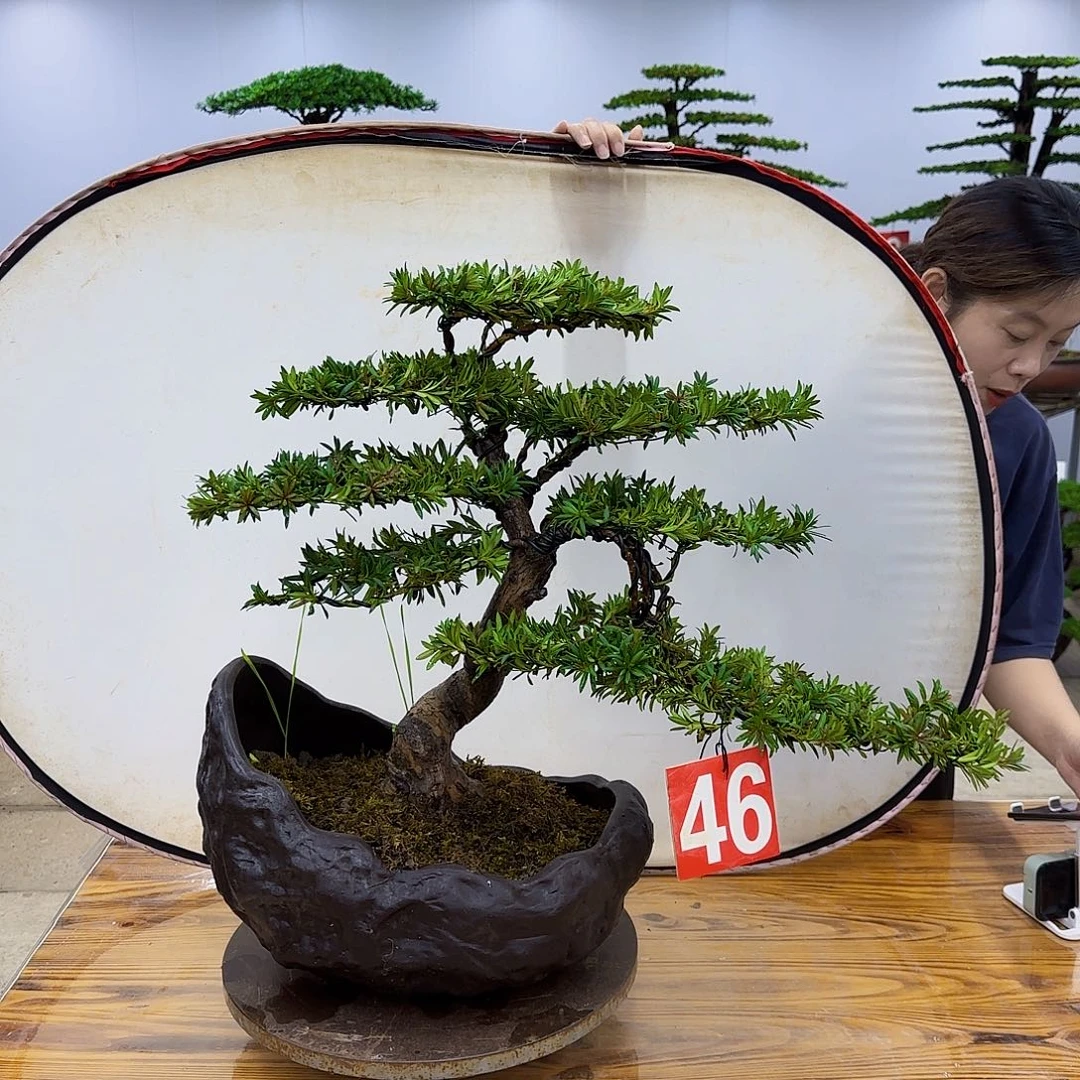 无花朵盆景直播间一物一拍