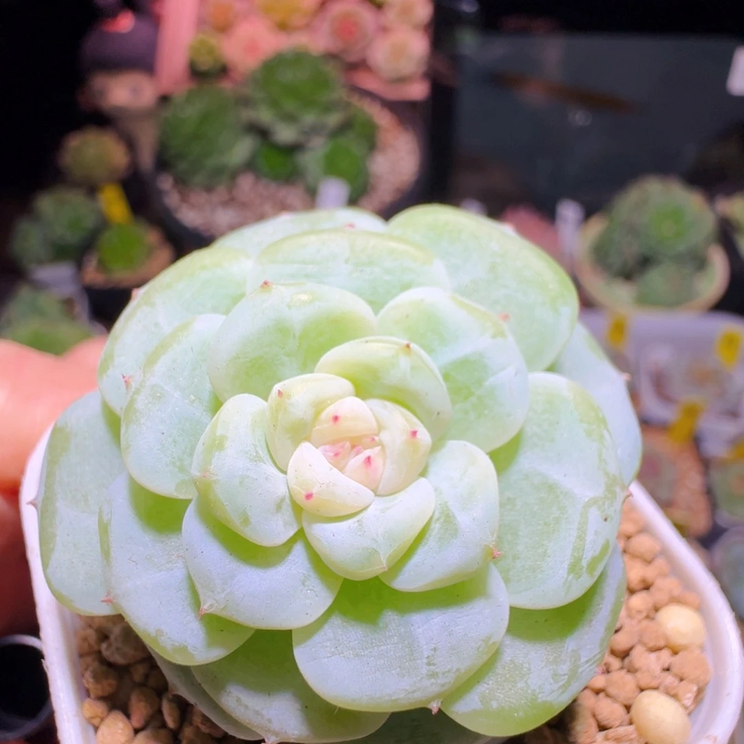 77白体珍妮单头哈哈哈