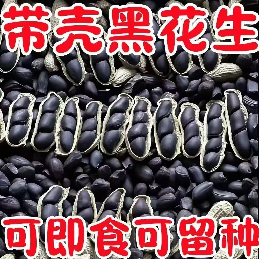25年黑花生自家种植子粒饱满大粒黑花生可吃紫黑花生小黑花生