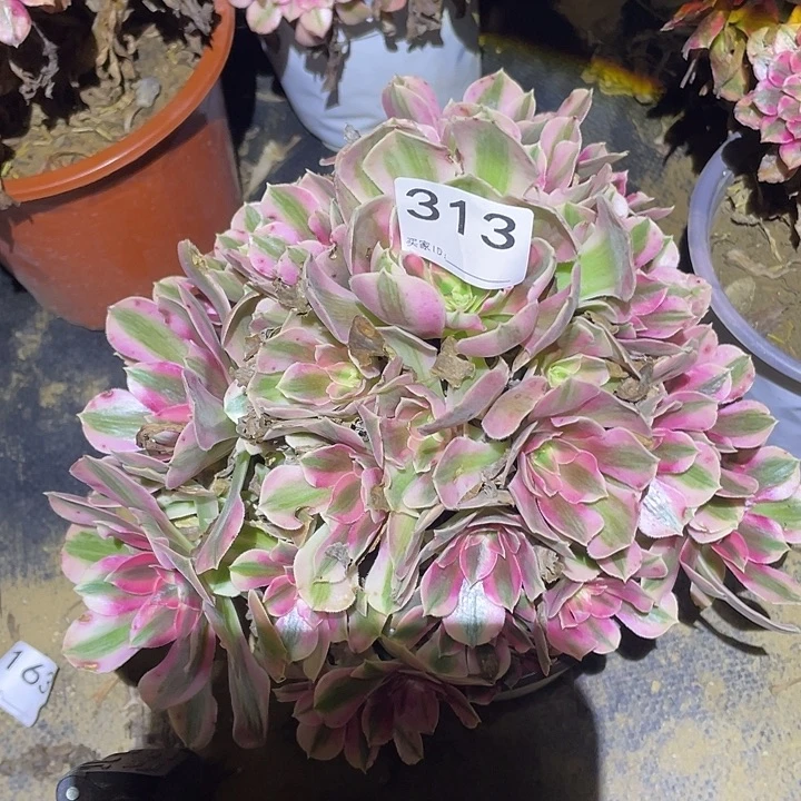 多肉植物法师313女巫