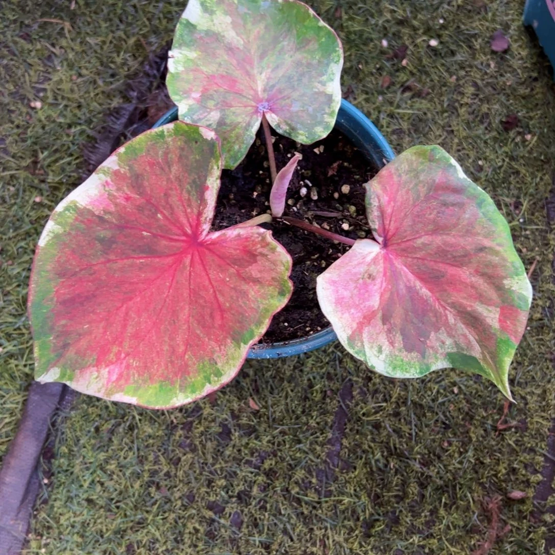 无花朵水墨画宝宝1112