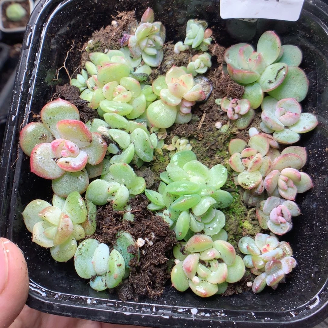 无花朵E67珍妮混yyyyy