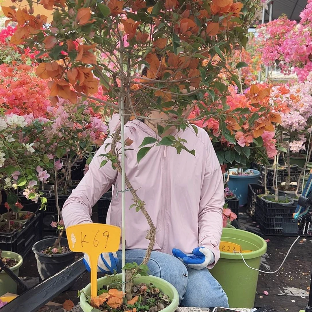 诺***生大部分花苞少量开放K69橙桑巴