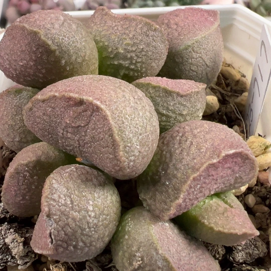 实生新品多头纯木质桩多肉