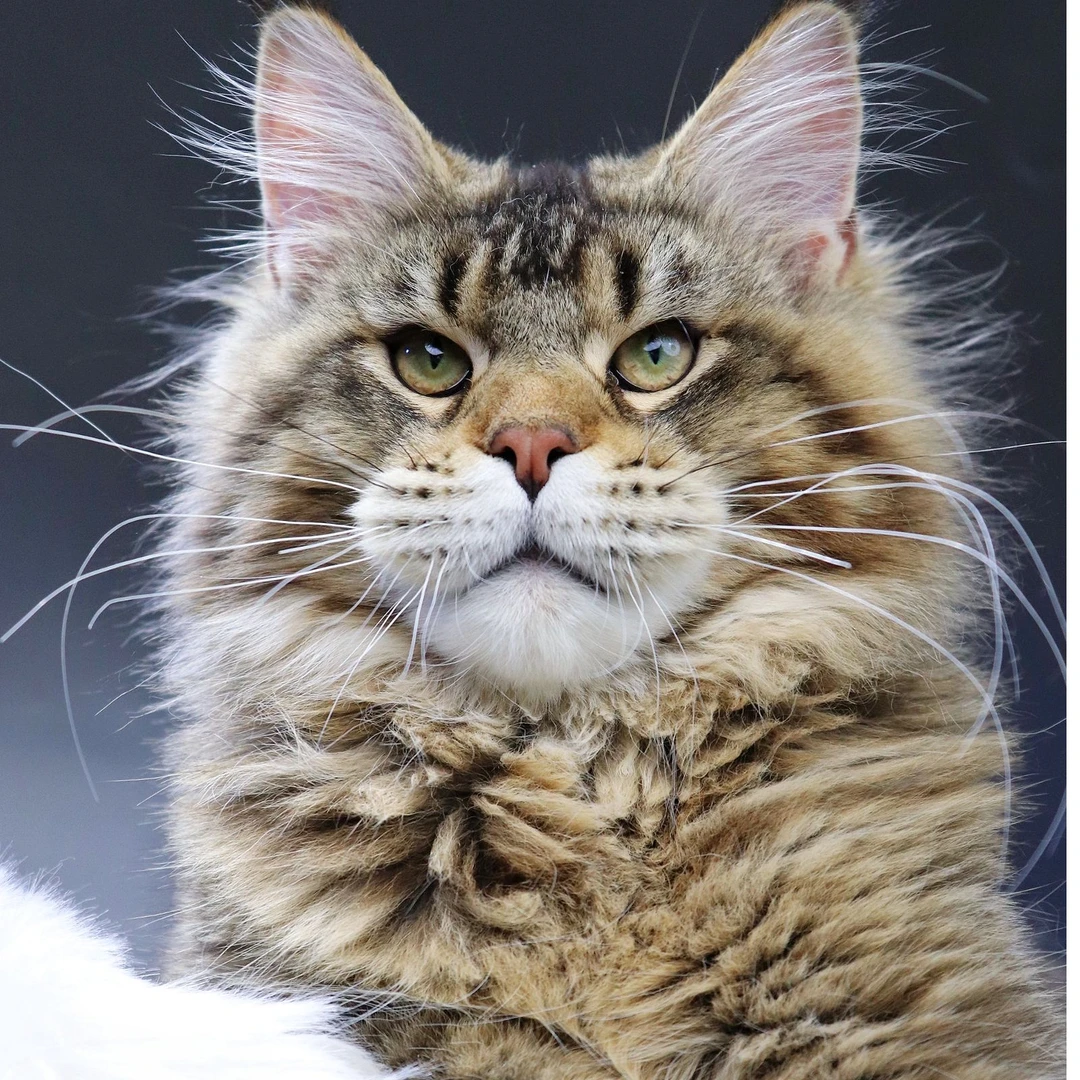 （福禧家的缅因猫家）T小猫咪活体