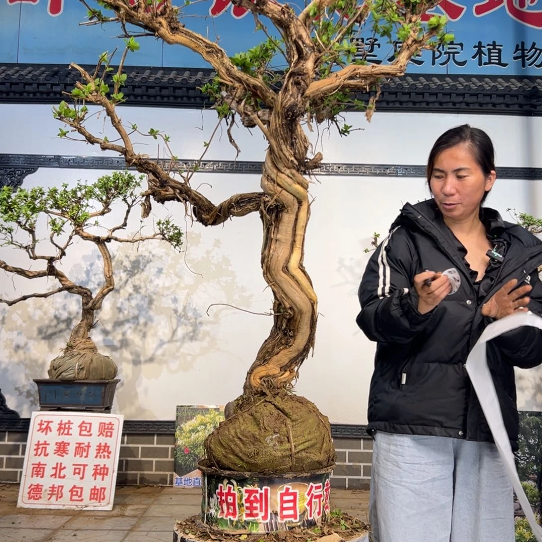 完全开放金银花58858555555