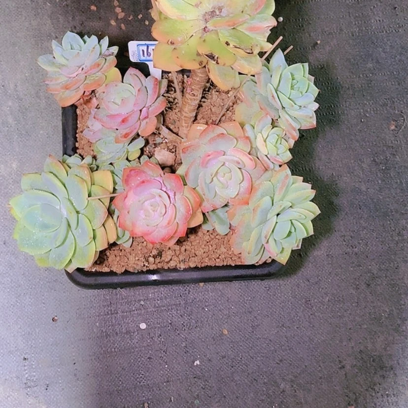 【闪购商品】星*谷1611