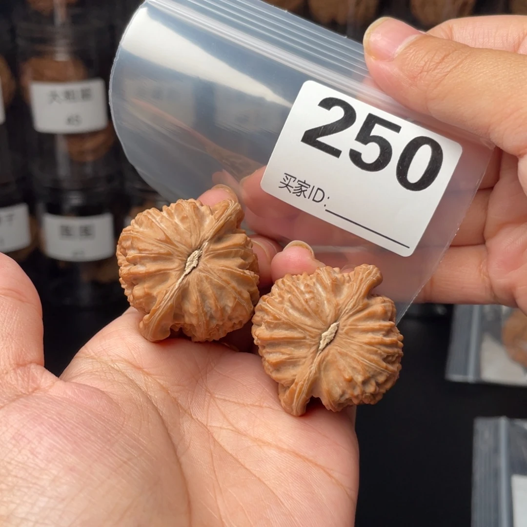 全品39白狮子39白狮子