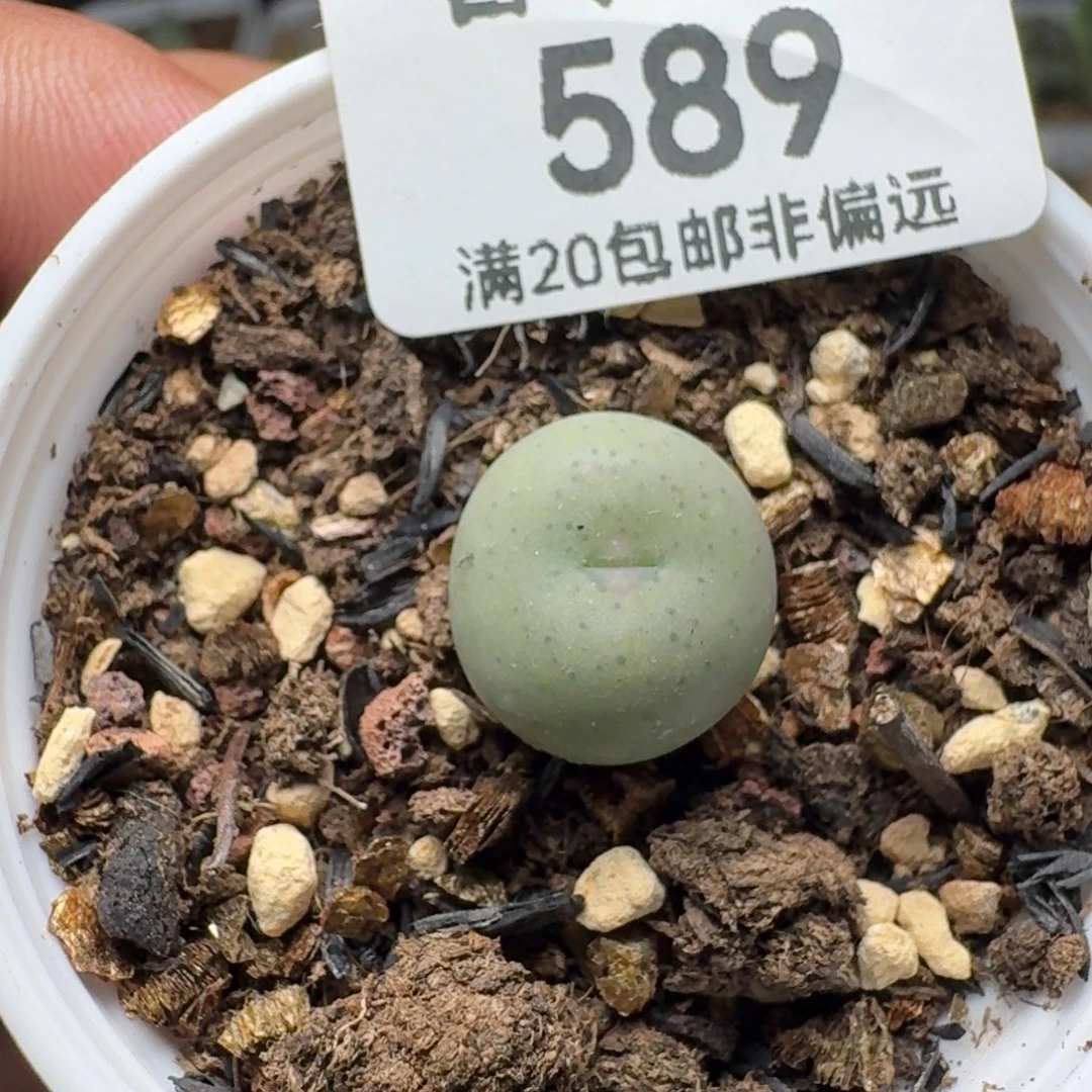 小拳拳带盆土。