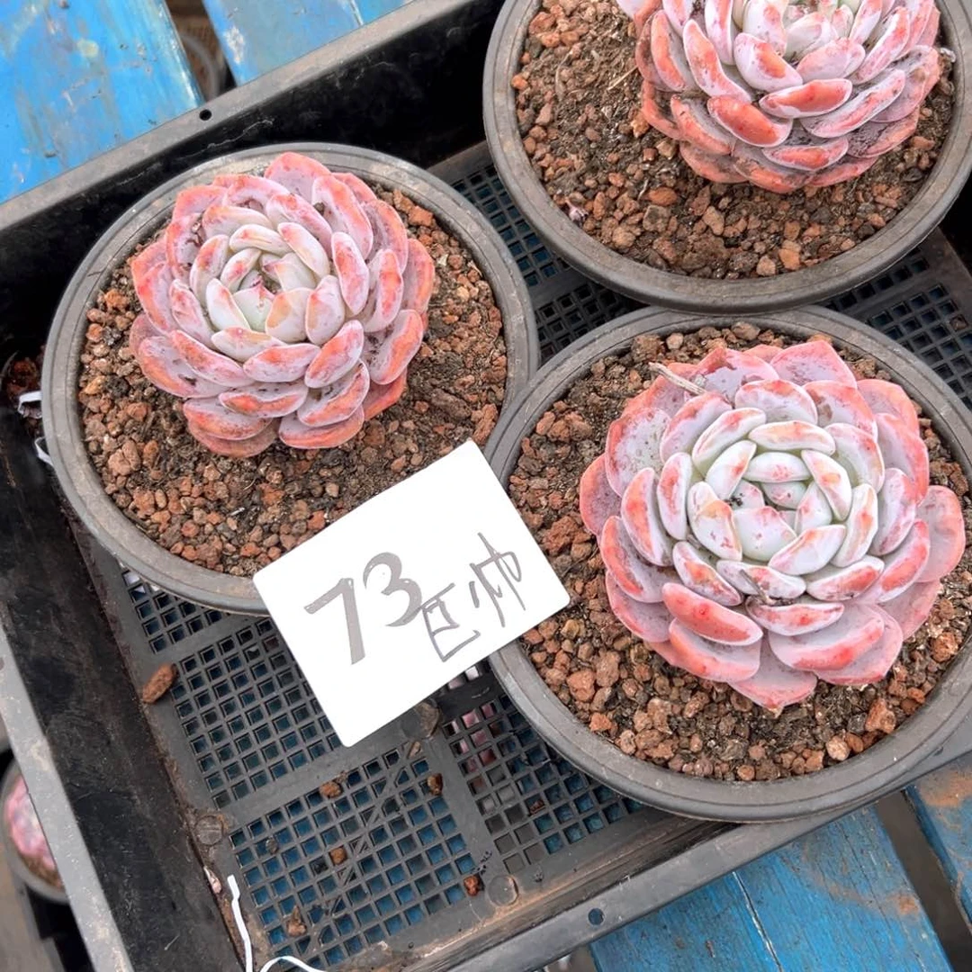 巨****）73哈哈或者很喜欢