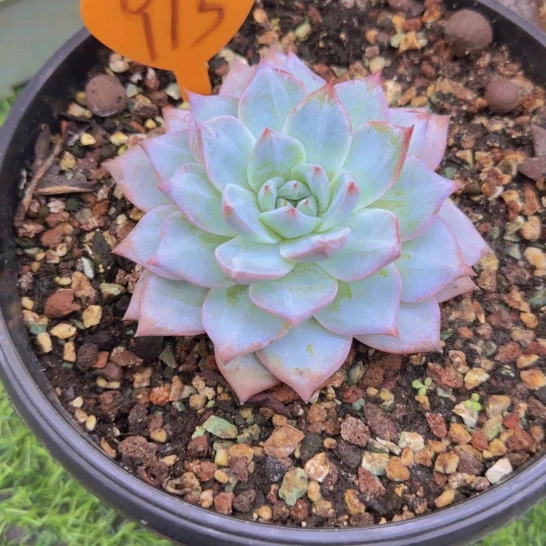 鹏**里913多肉植物一物一拍