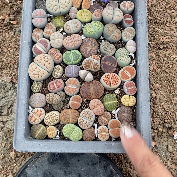 萍***逢生石花的季节到988