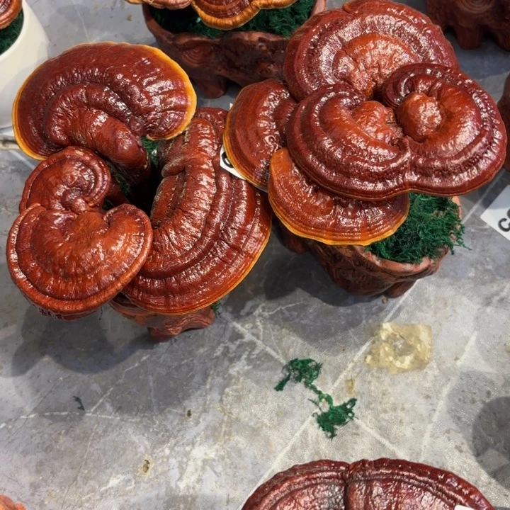 语***情灵芝888888888888888