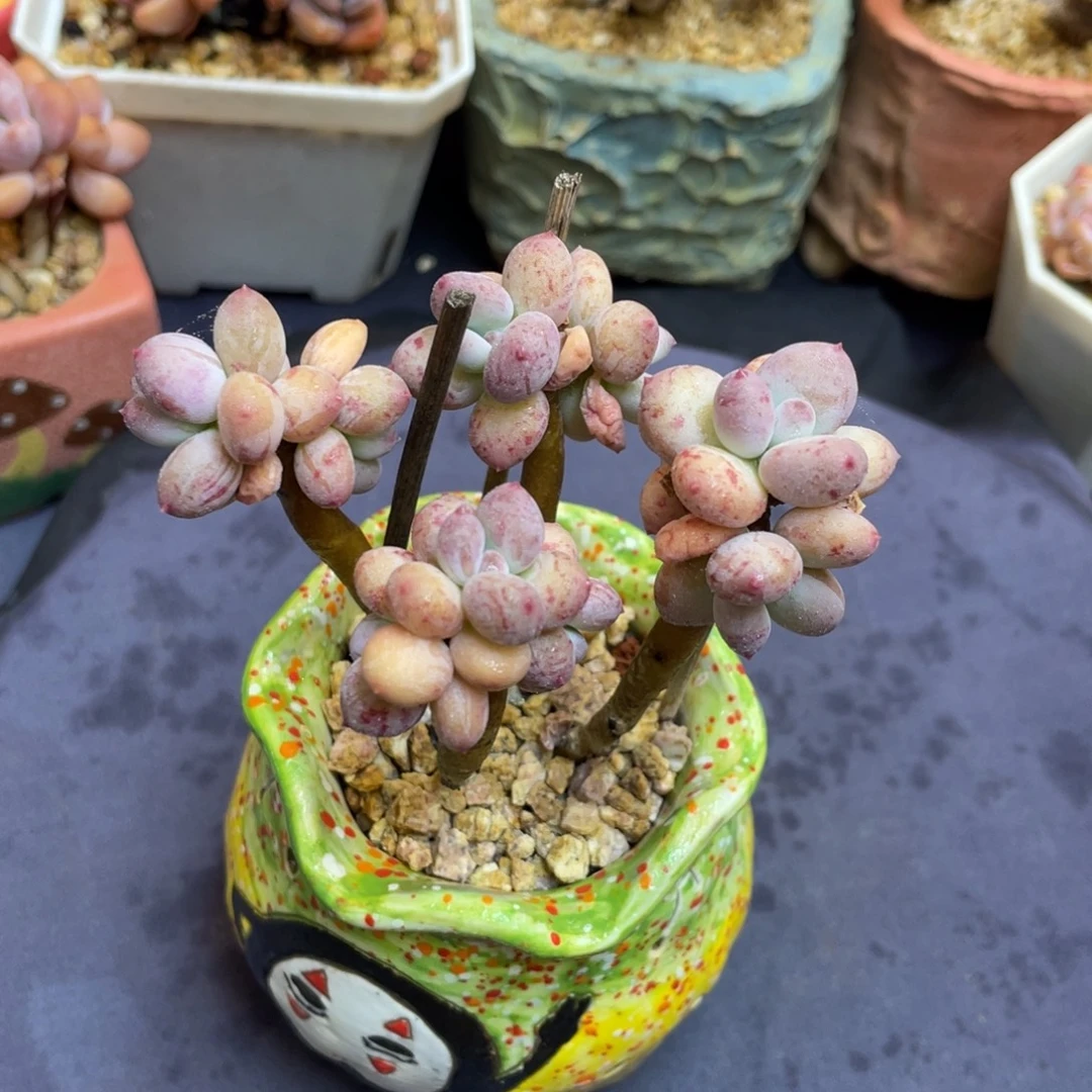 美人系列杂交老桩