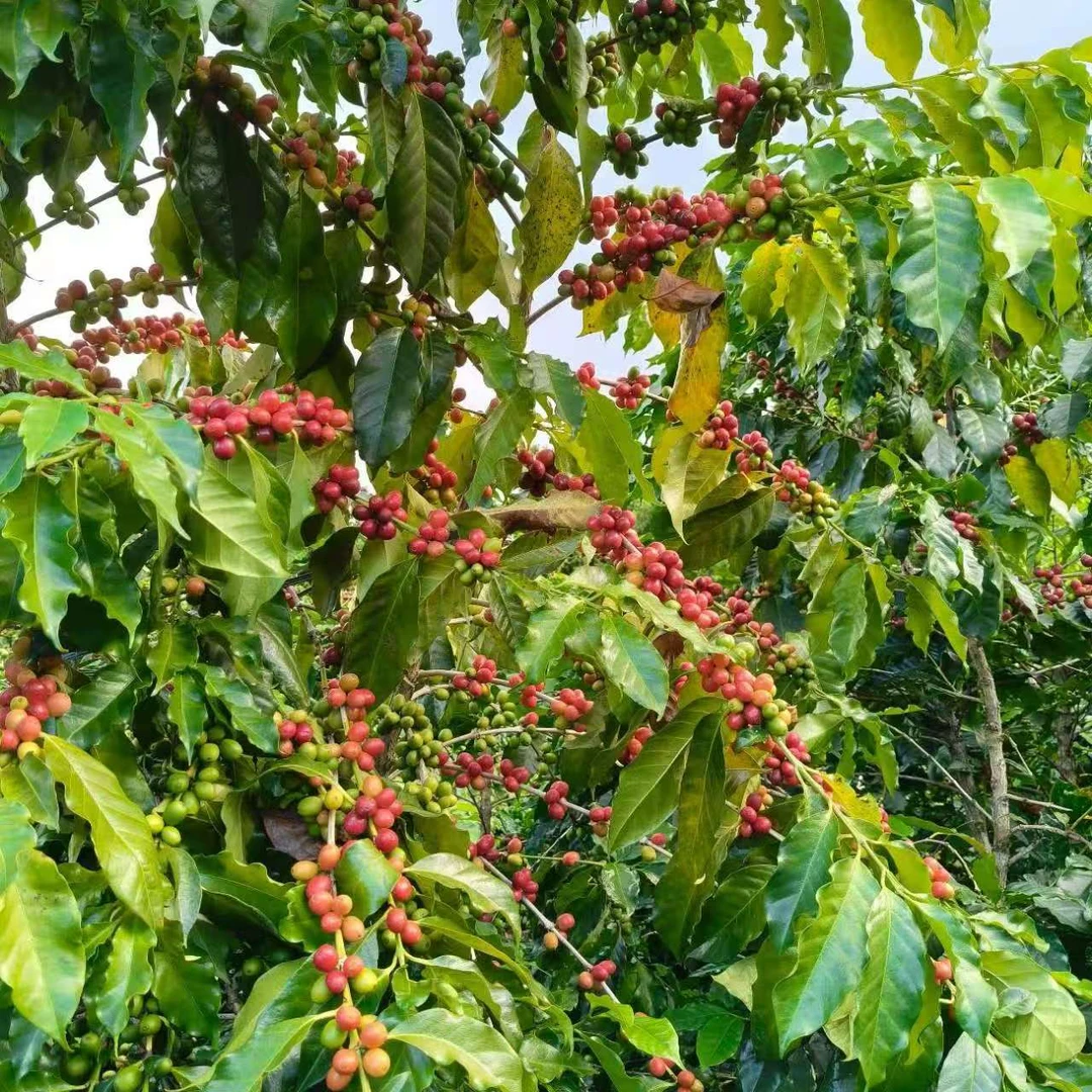 云南小粒咖啡苗瑰夏苗网红客厅摆件带土发货