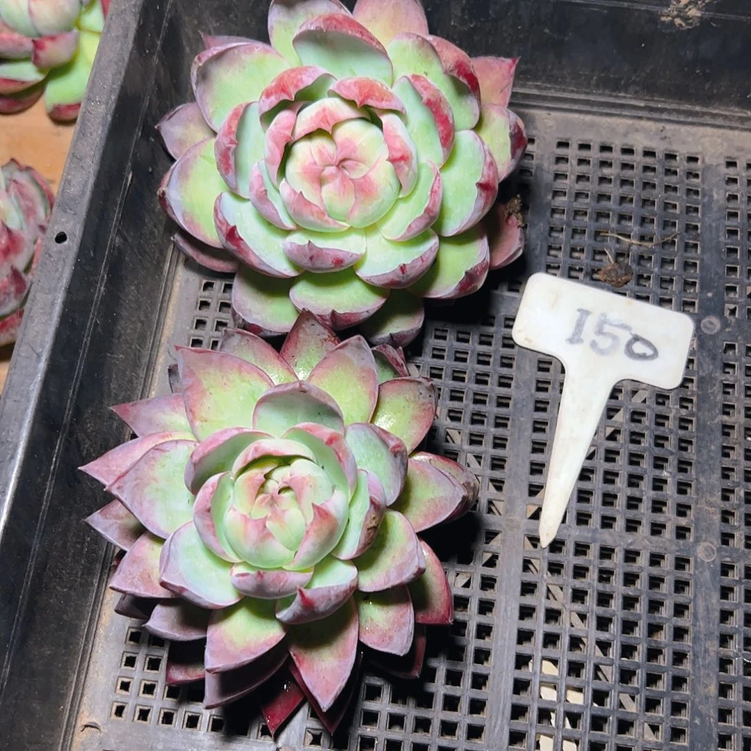 惊鸿仙子两颗150号