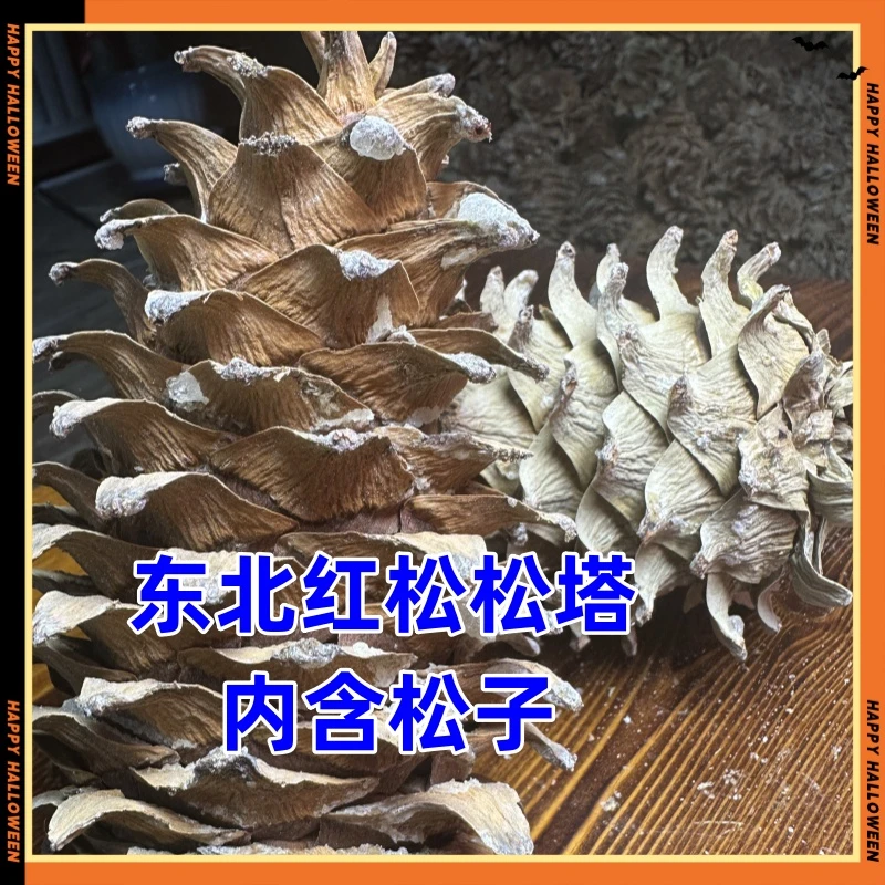 2024东北红松松塔