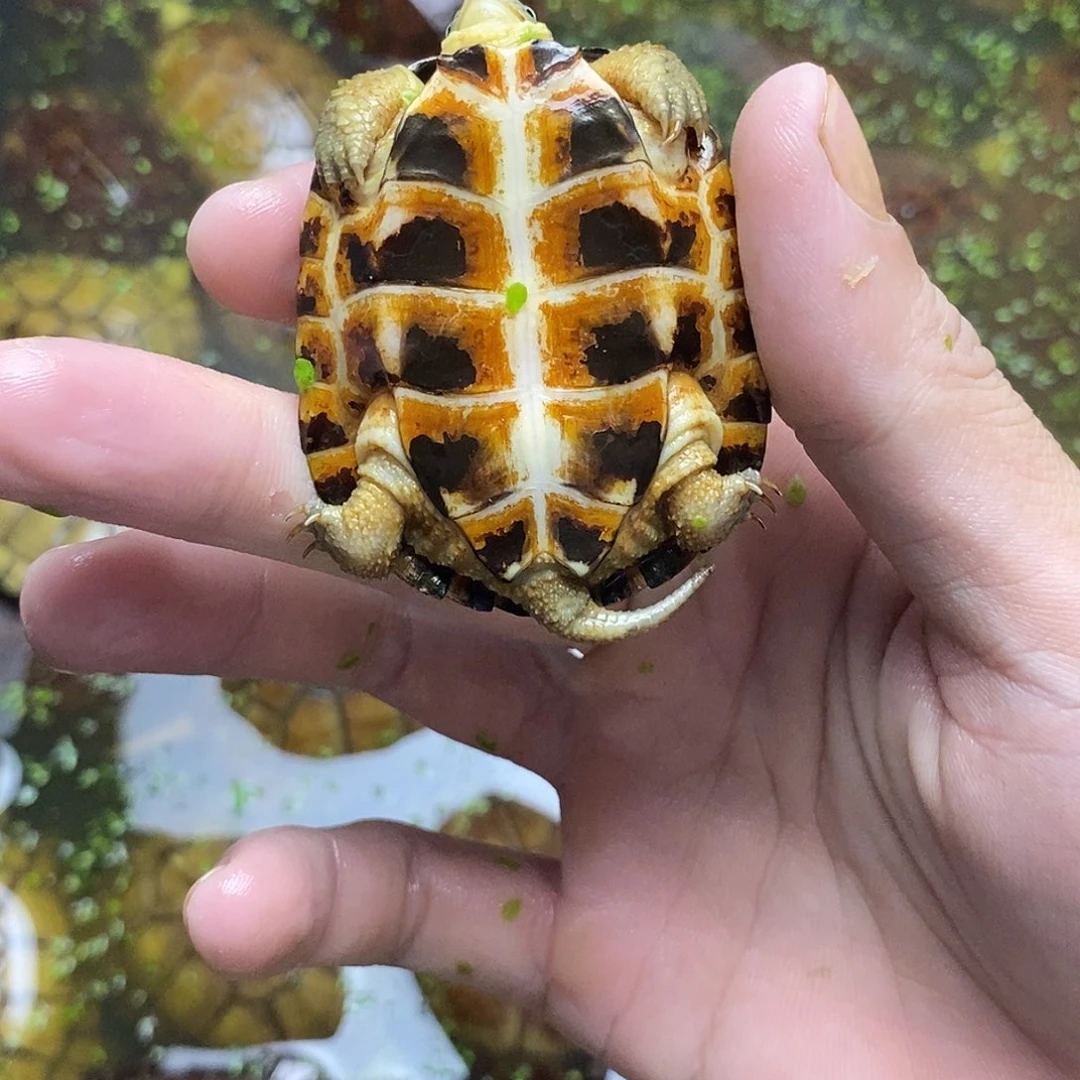 不分公母绿毛龟呢*