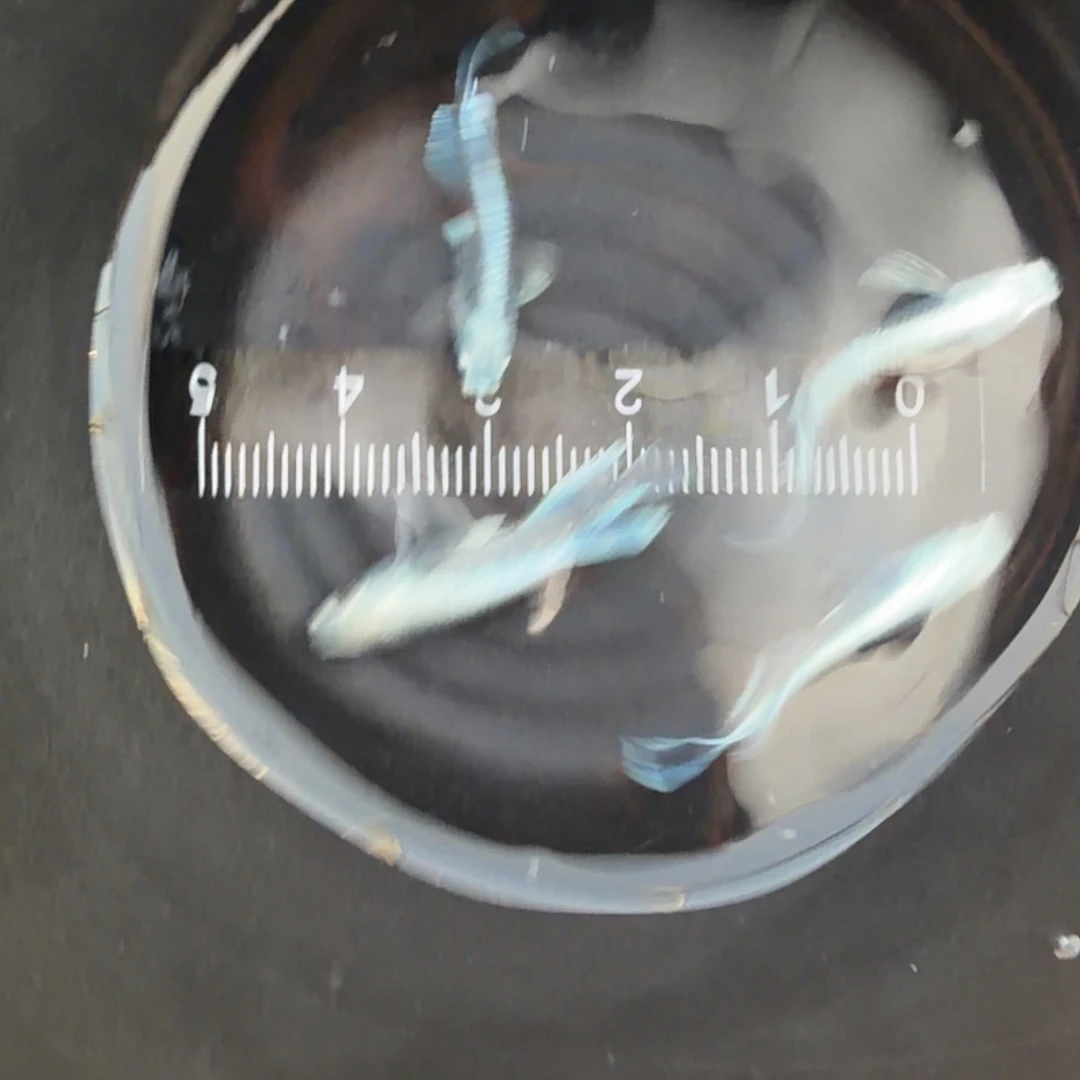 青鳉鱼观背青鳉10