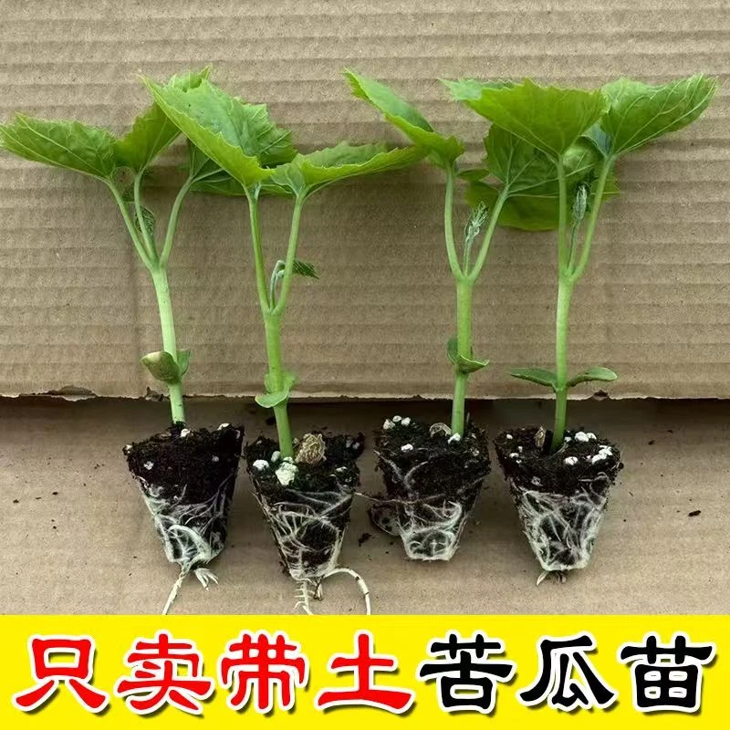 苦瓜苗盆栽秧苗四季阳台蔬菜种苗水果苦瓜秧苗耐热高产