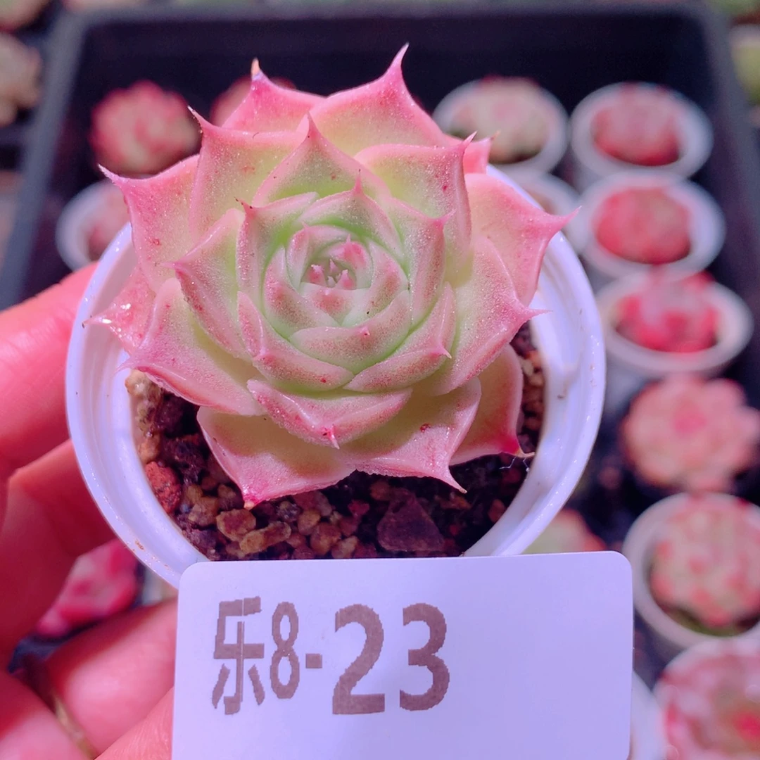 乐然 8-23 霜瓷单头