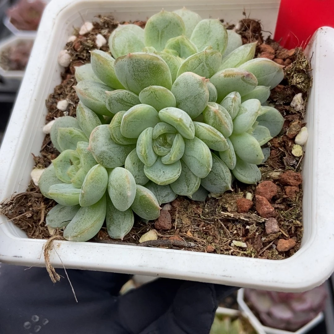 730白恋多肉植物多肉