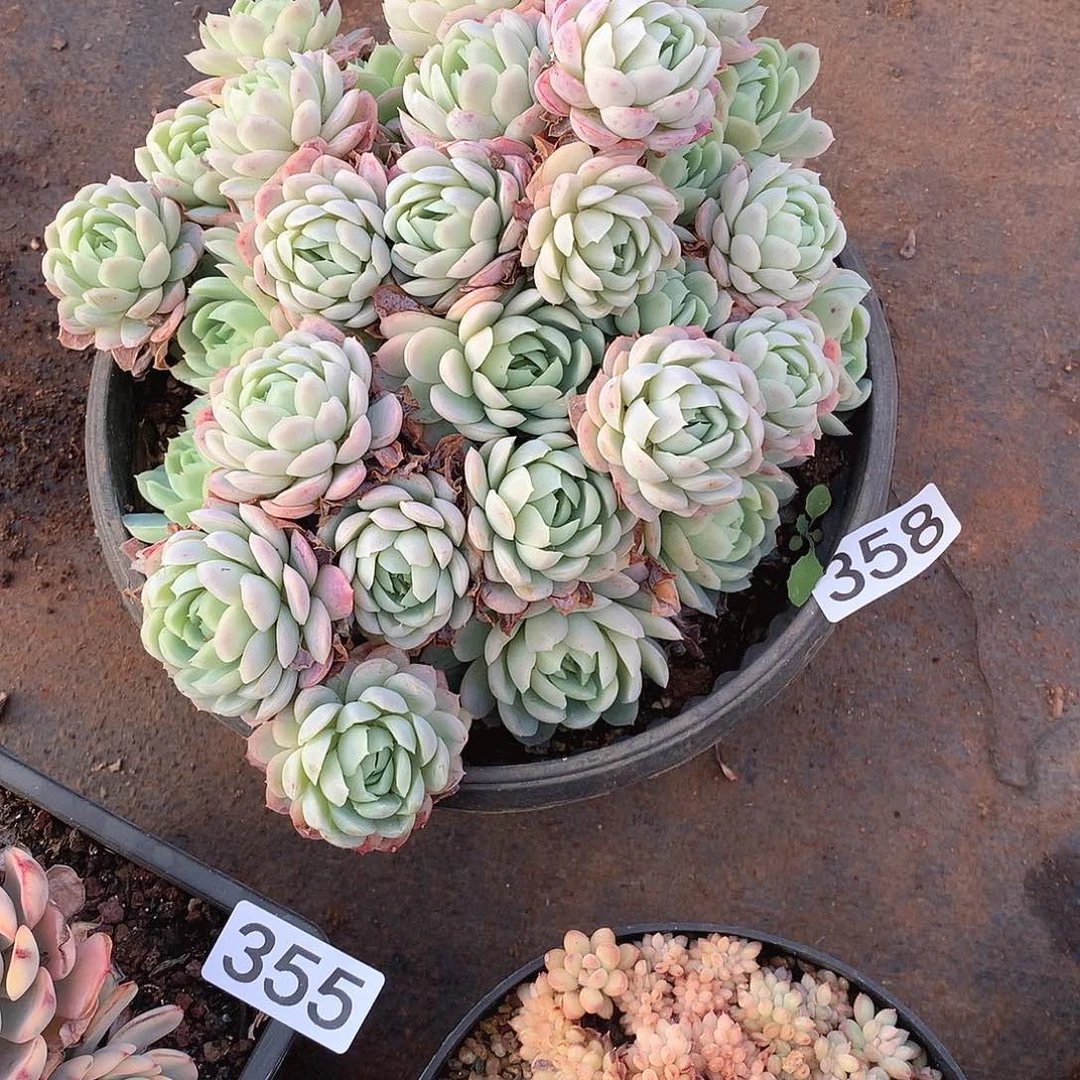 358冰梅 一物一拍多肉