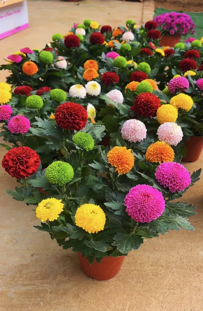 六色乒乓菊原盆原土发货