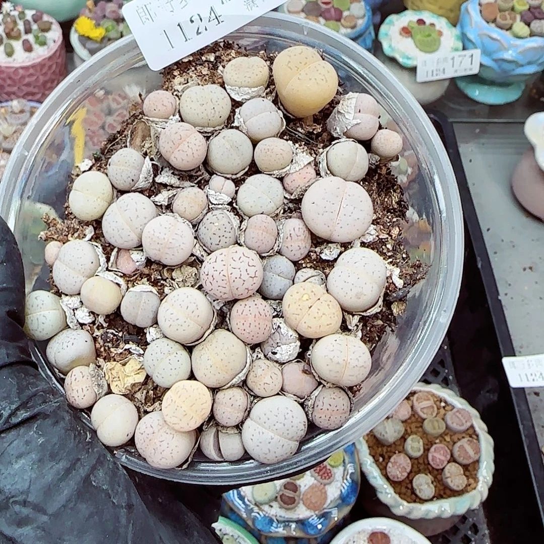 生石花满18包邮1124-214