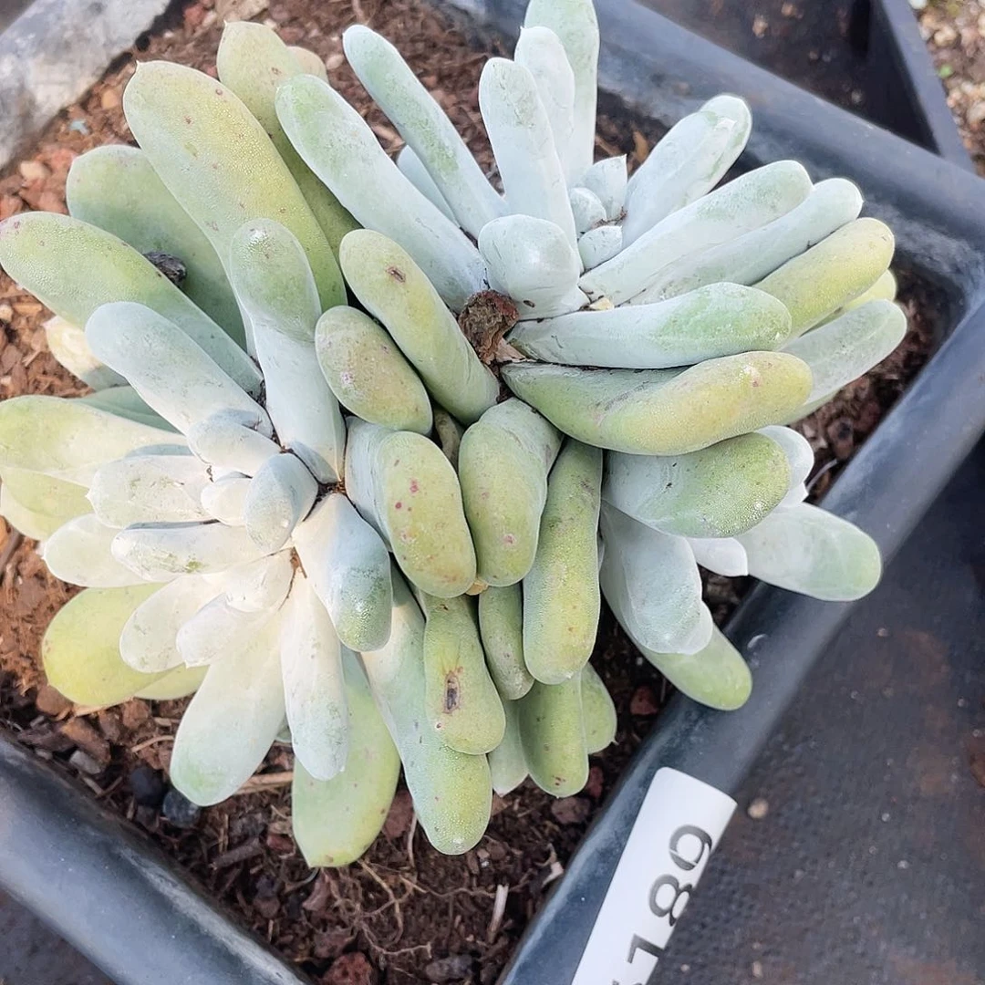 拇指老庄多头6189