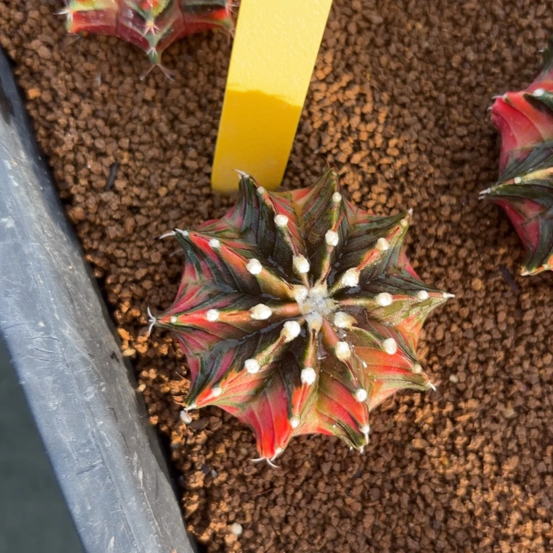 L537-1219泰国发货 黑暗之眼